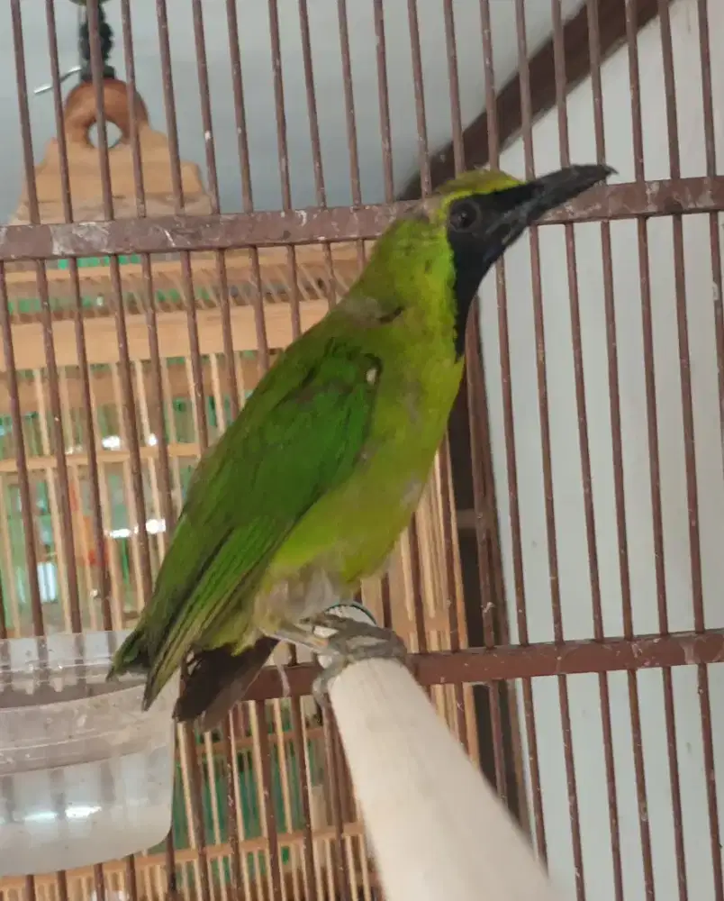 Jo bahan dorong ekor mulus prospekan