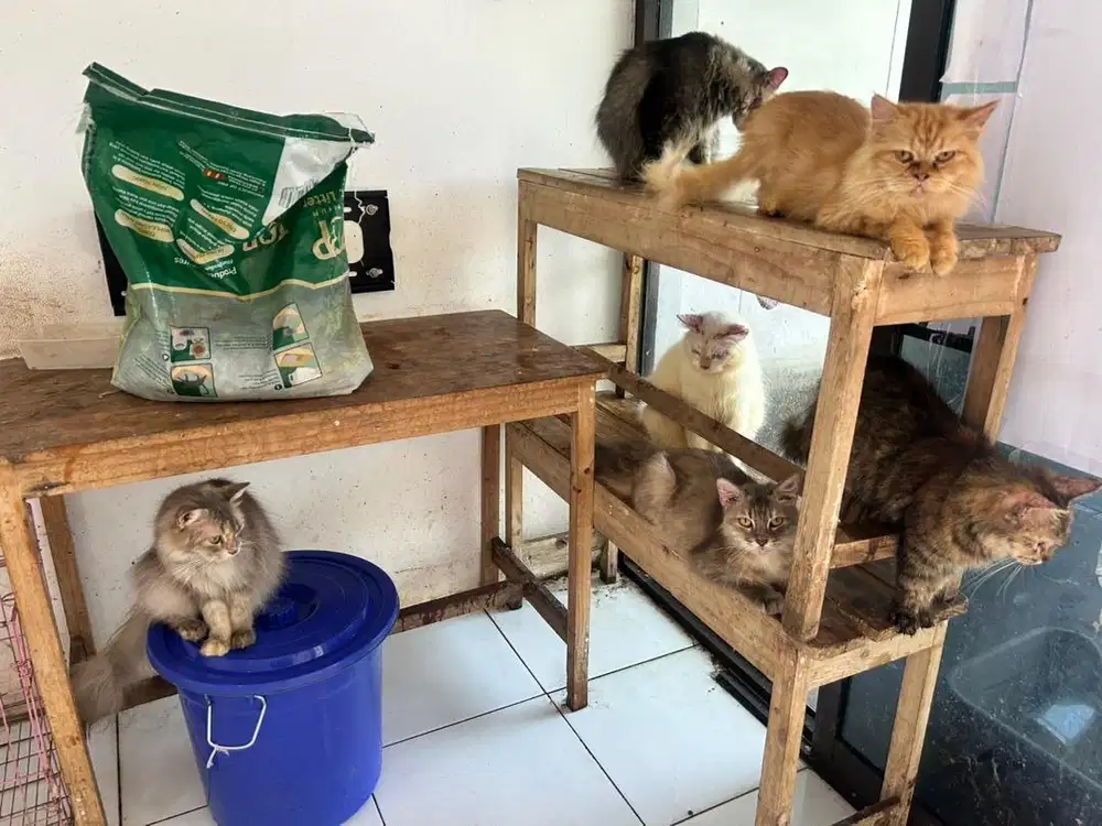 Kucing persia dewasa