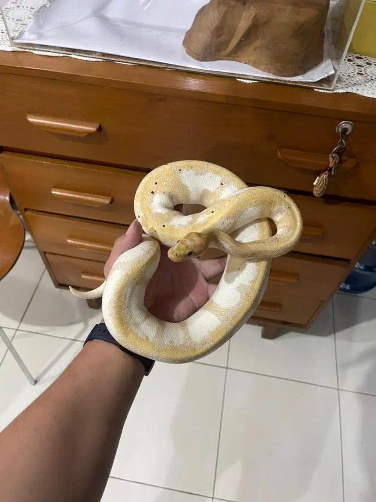 BallPython Banana
