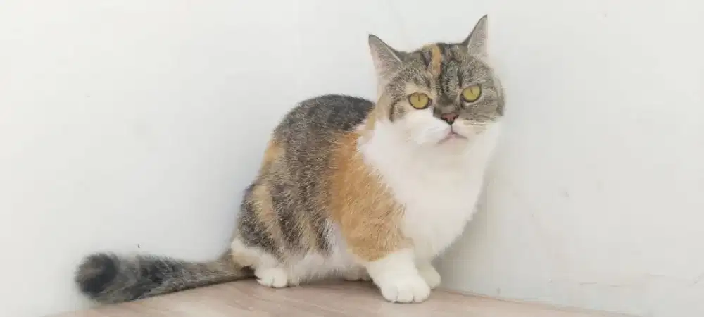 Kucing Munchkin, Scottish Fold