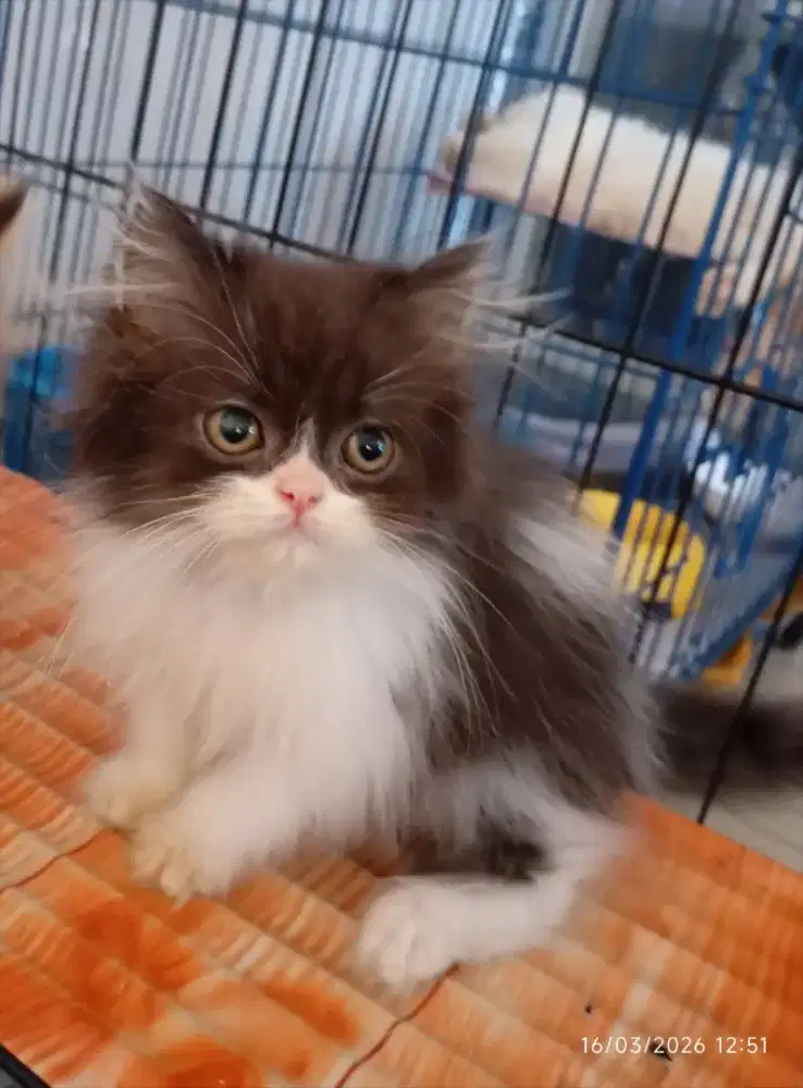 Kitten persia longhair
