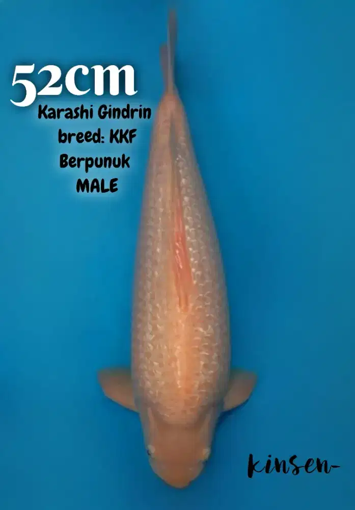 Ikan Koi Karashi Ginrin Jumbo KKF 52cm MALE Berpunuk Extreme High Qlty