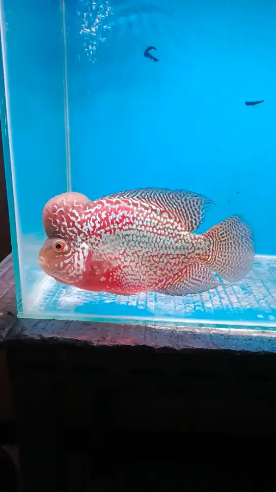 Louhan Kamfa f2 Twotone