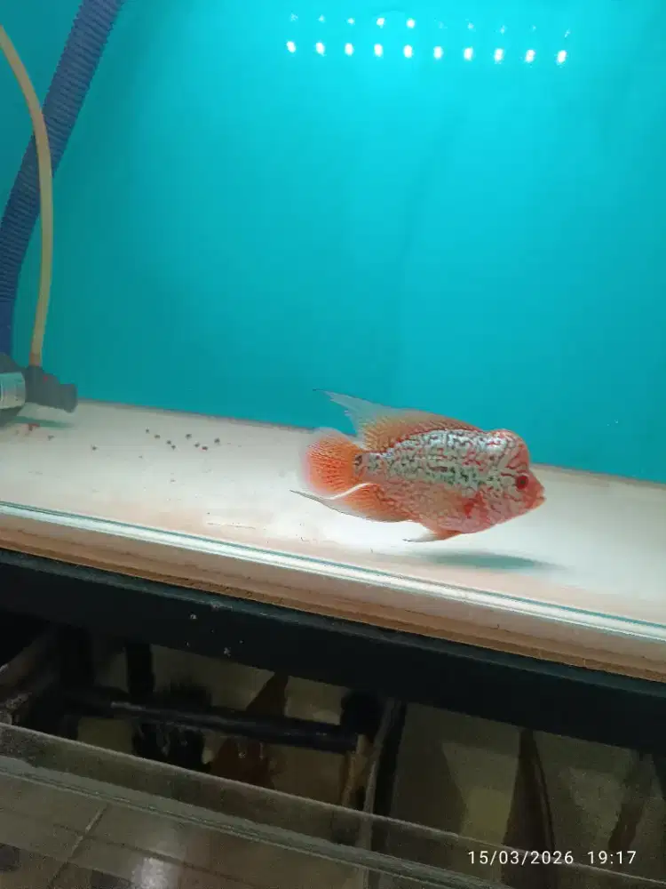 Louhan 8 Cm mutiara Shaining