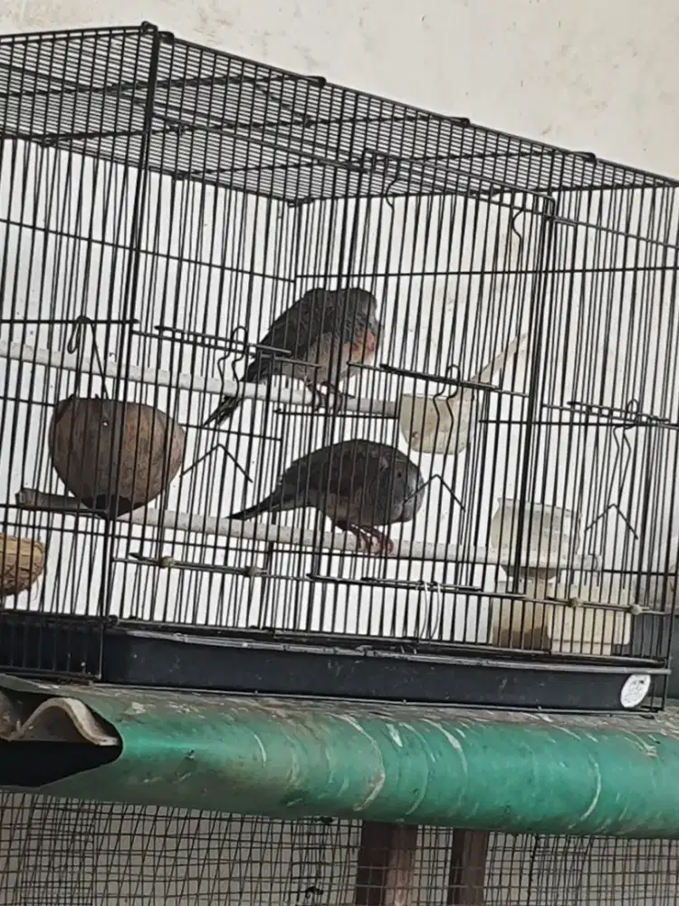 Sepasang perkutut bangkok