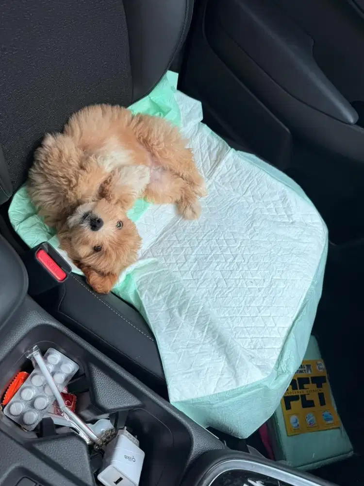 Di jual anjing maltipo ganti pakan aja