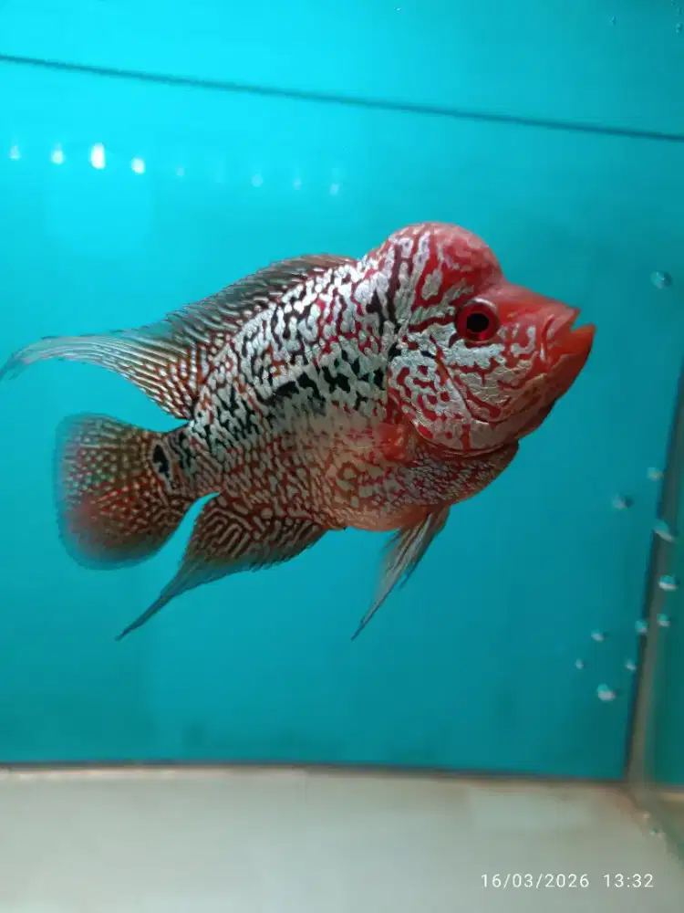 Louhan 8Cm Mutiara Shaining