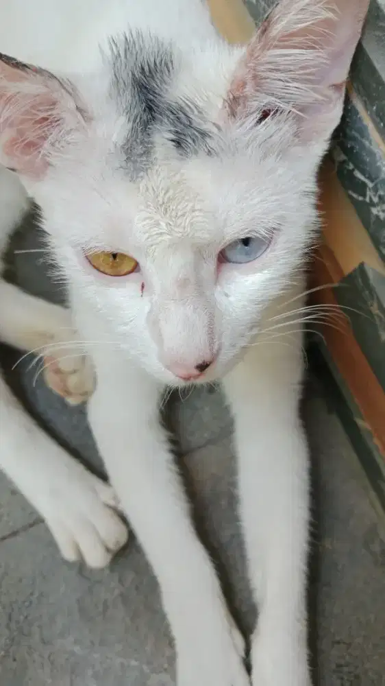 Kucing lokal kurang terawat Odd eye