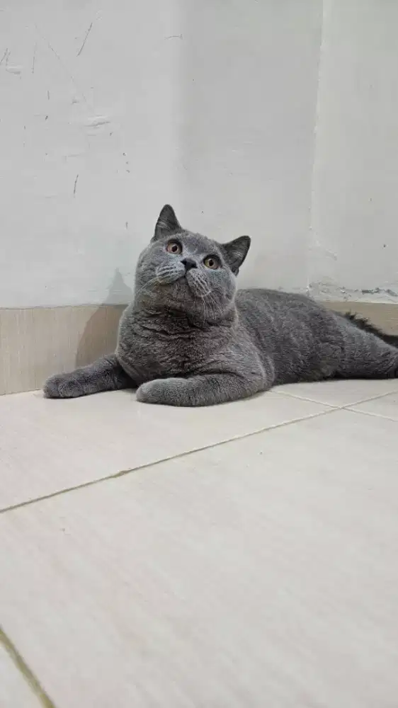 Kucing British Shorthair