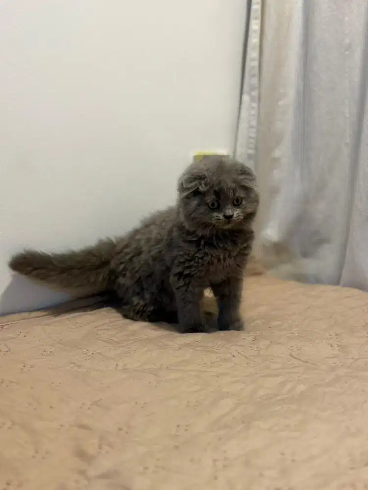 Scottish Fold betina