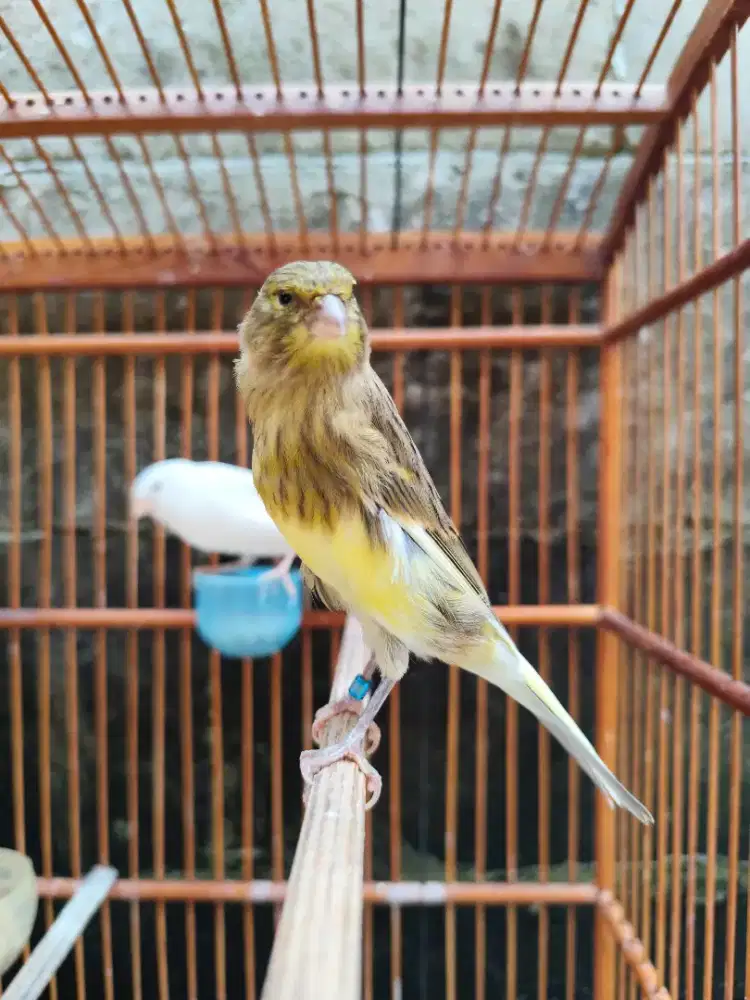 Kenari AF paud Jantan