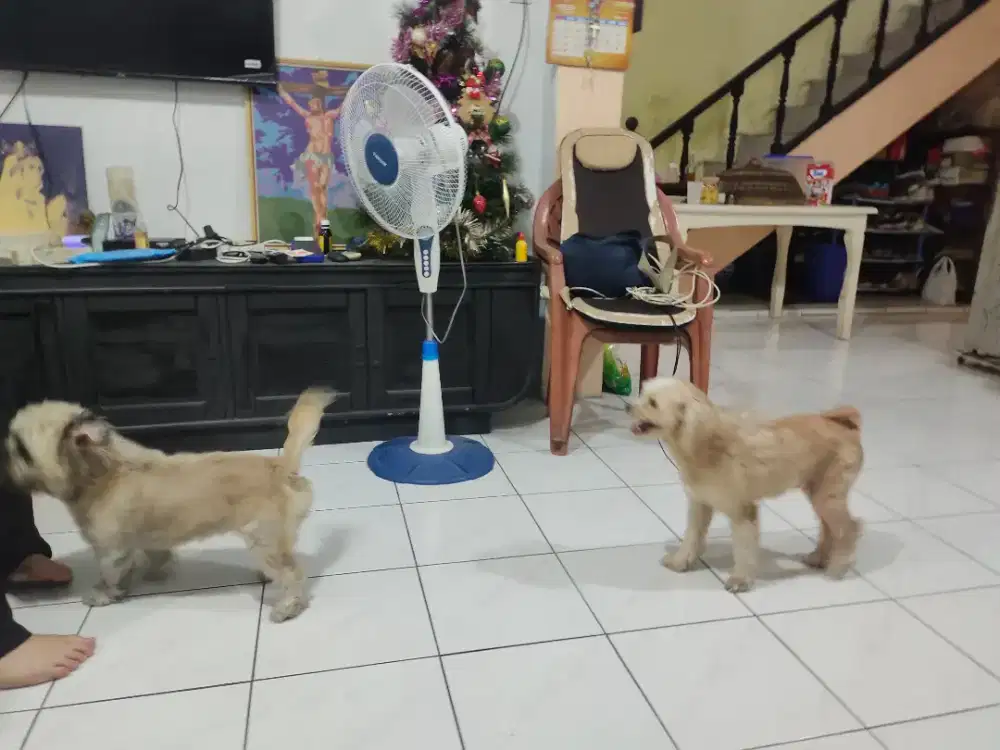 Penitipan hewan kesayangan anjing kucing Jelang lebaran