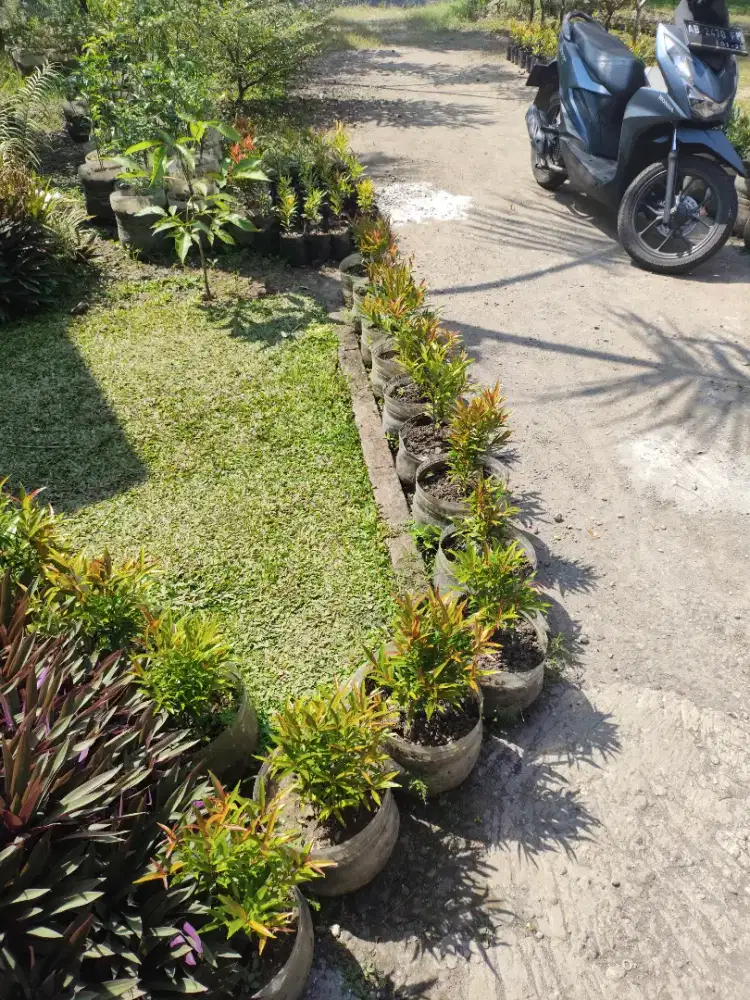 Jual tanaman pucuk merah