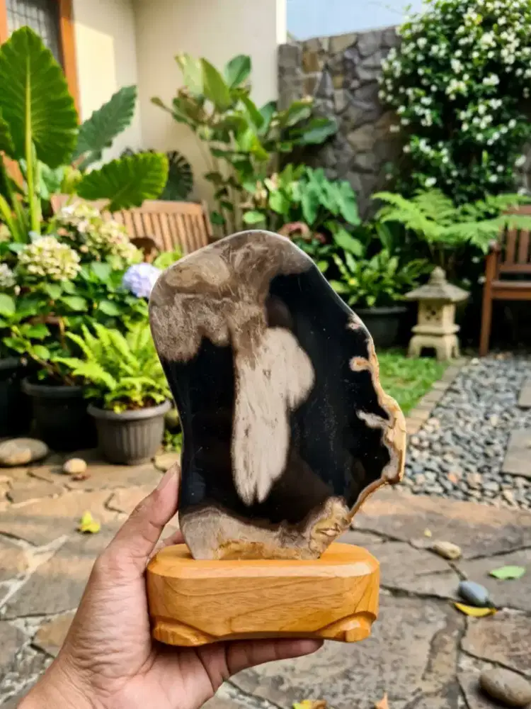 Pajangan Fosil Kelor Cakep