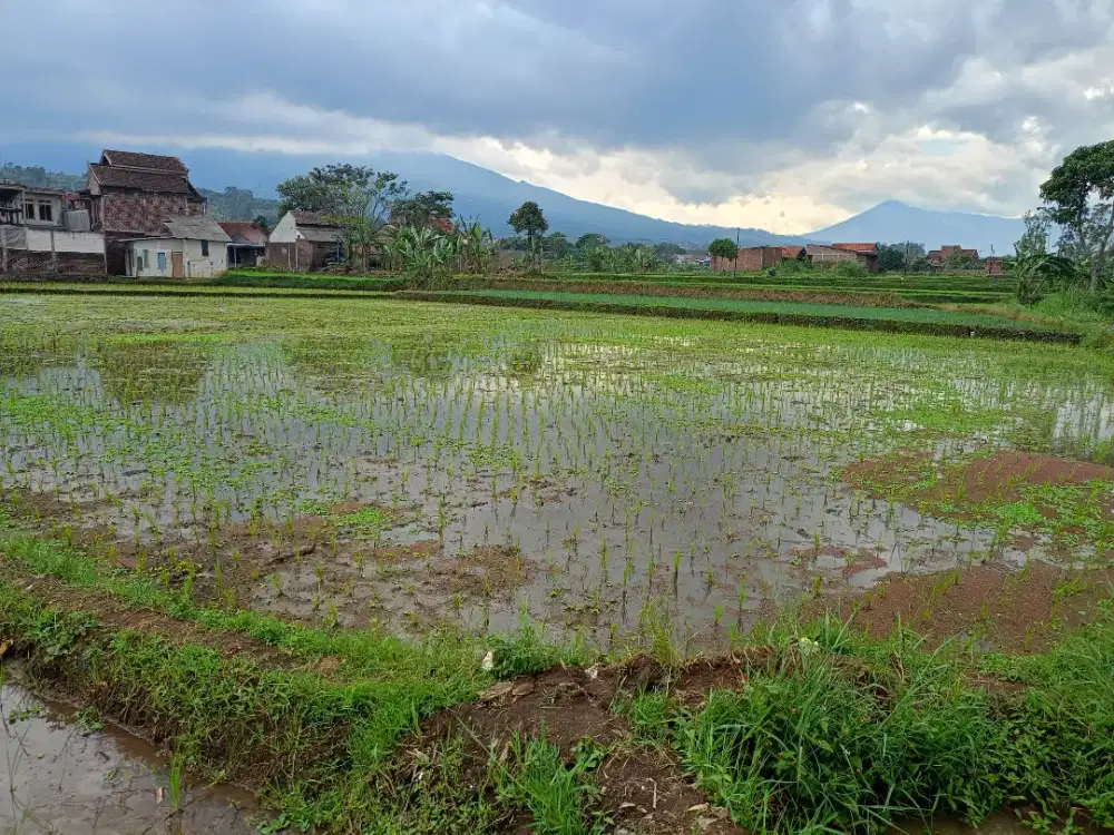 Dijual Tanah Sawah