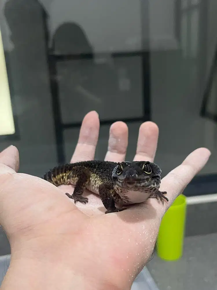Gecko Toothless