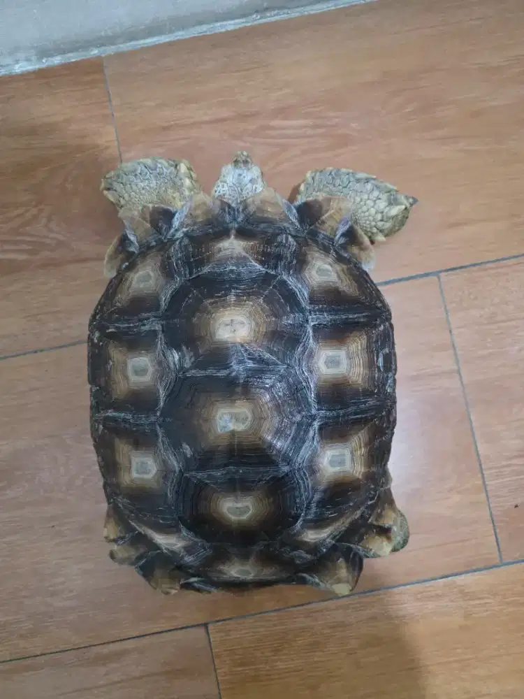 sulcata Female 2 pcs