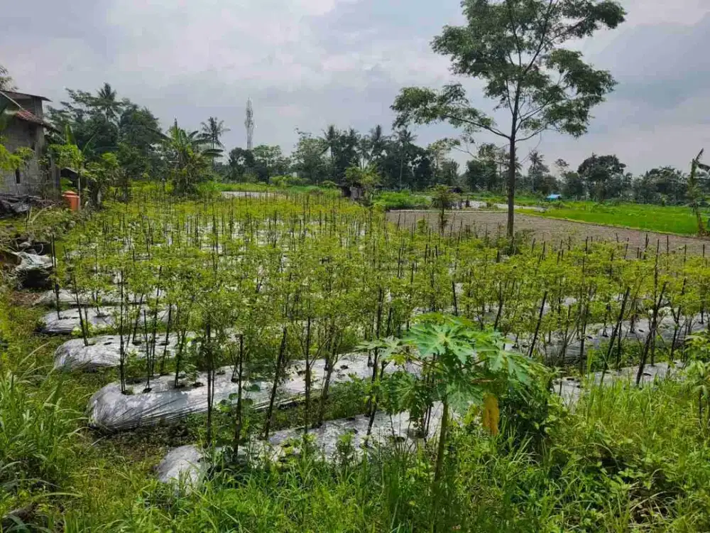 DIJUAL TANAH PEKARANGAN JALAN BESI JANGKANG DEKAT LAPANGAN KLIDON