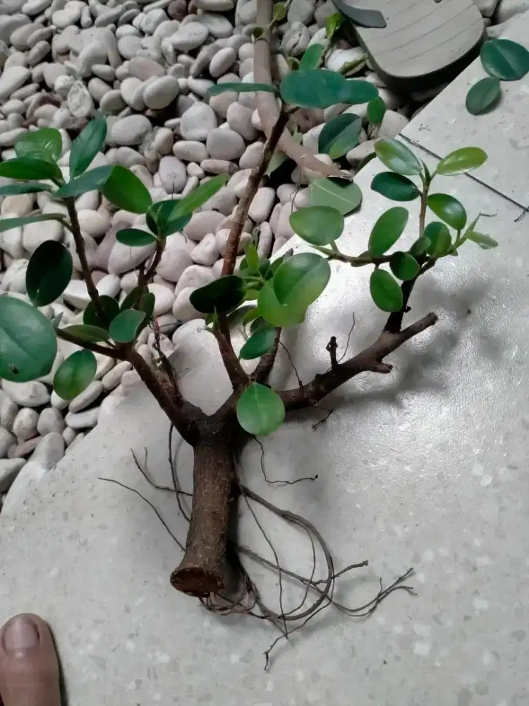 Bonsai anting putri dan aglonemama redbsu