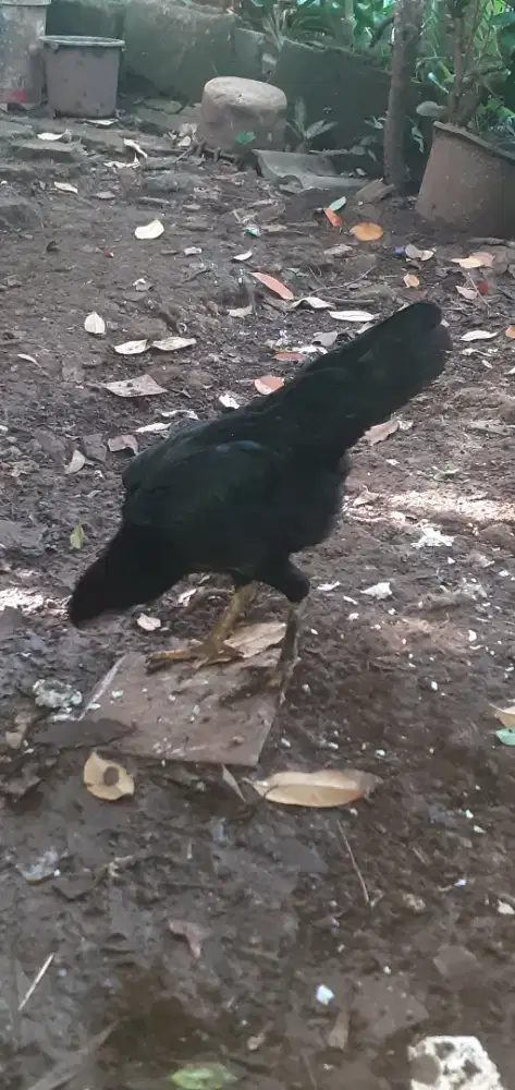 4 Ayam keturunan bangkok