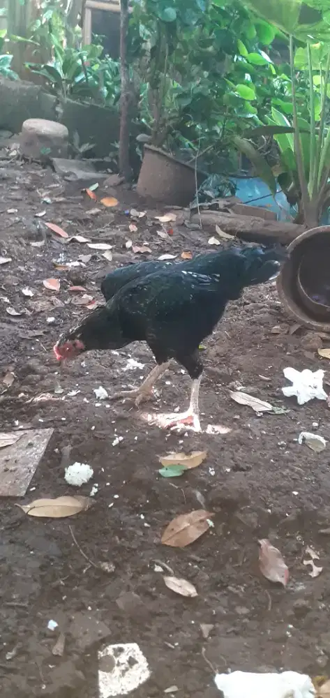 Ayam bangkok asli dan keturunan 4ekor