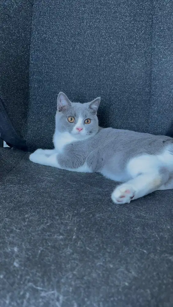 Kucing British Short Hair (BSH) Bicolor dan Blue Solid