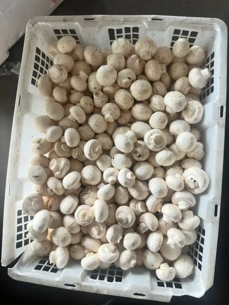Jamur Kancing / champignon