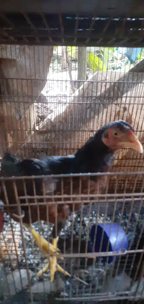 Ayam bangkok ekor lidi biangan