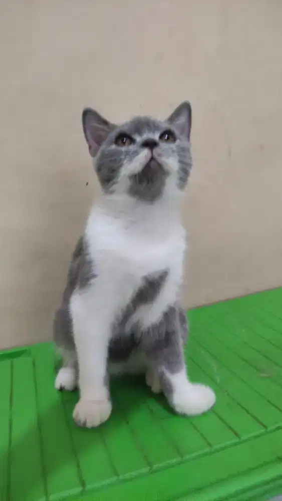 Bsh bico jantan 5 bln, line ped