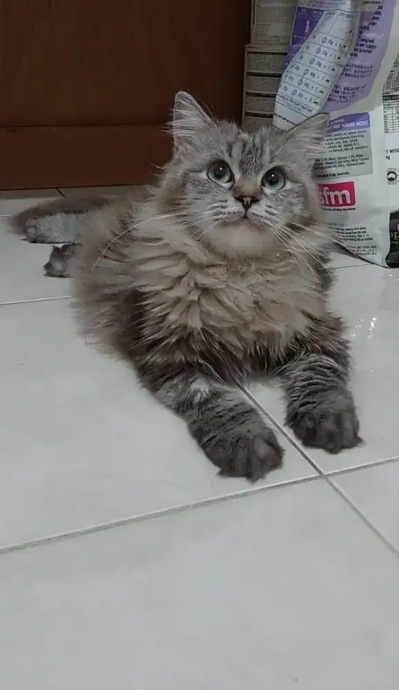 Kucing mainecoon mix himalaya brown marble betina dewasa calon indukan