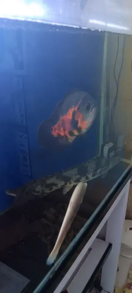 Jual ikan hias predator