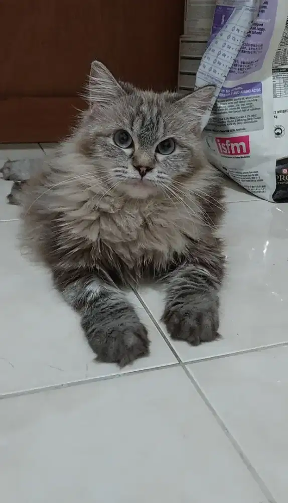 Kucing himalaya mix mainecoon coklat marble