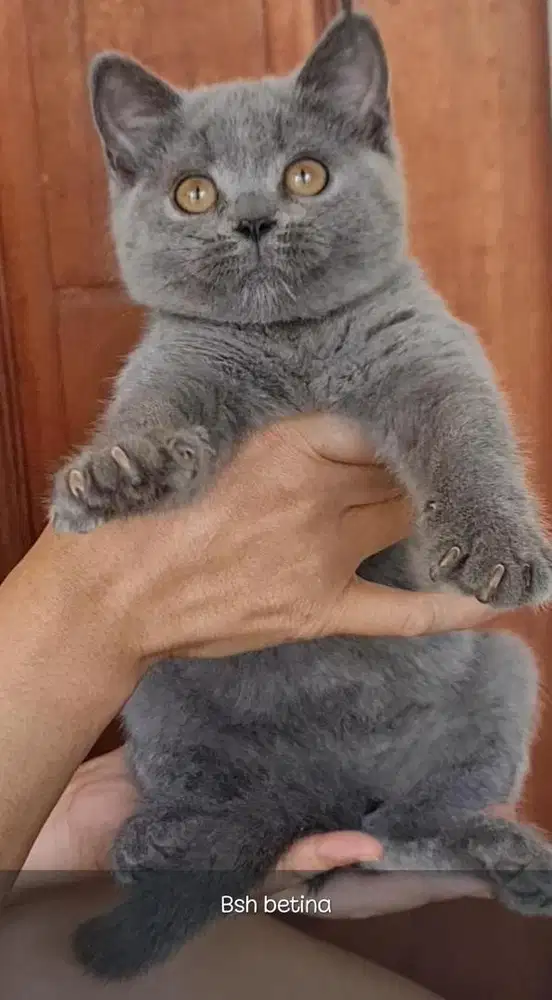 BSH PURE (britishothair)