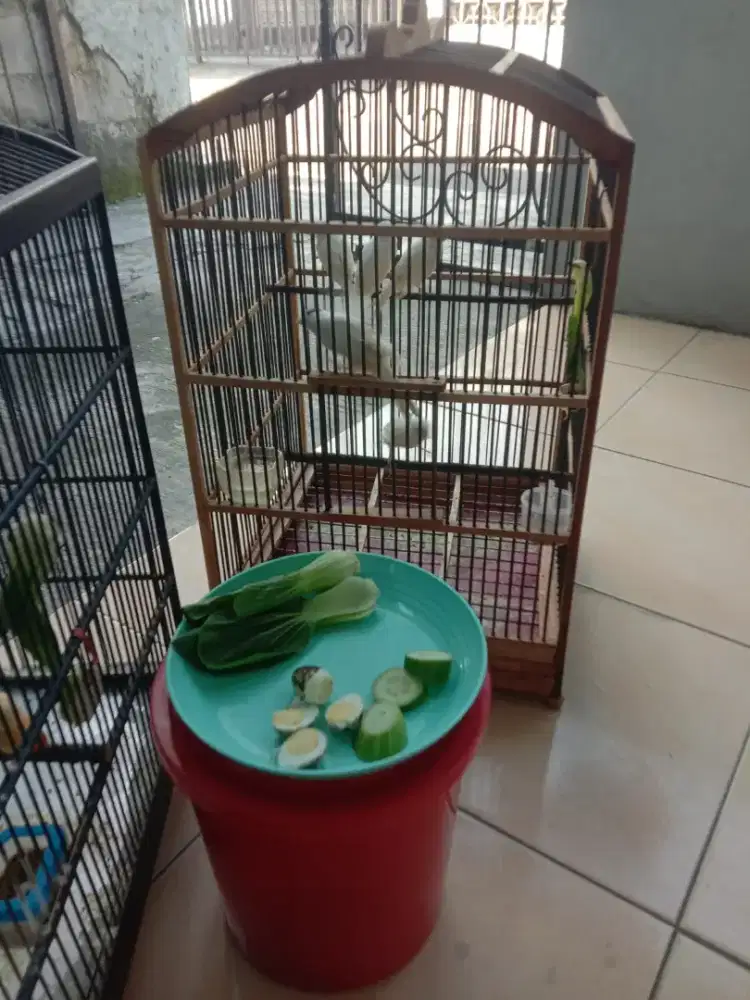 Kenari PAUD usia 1,5bulan