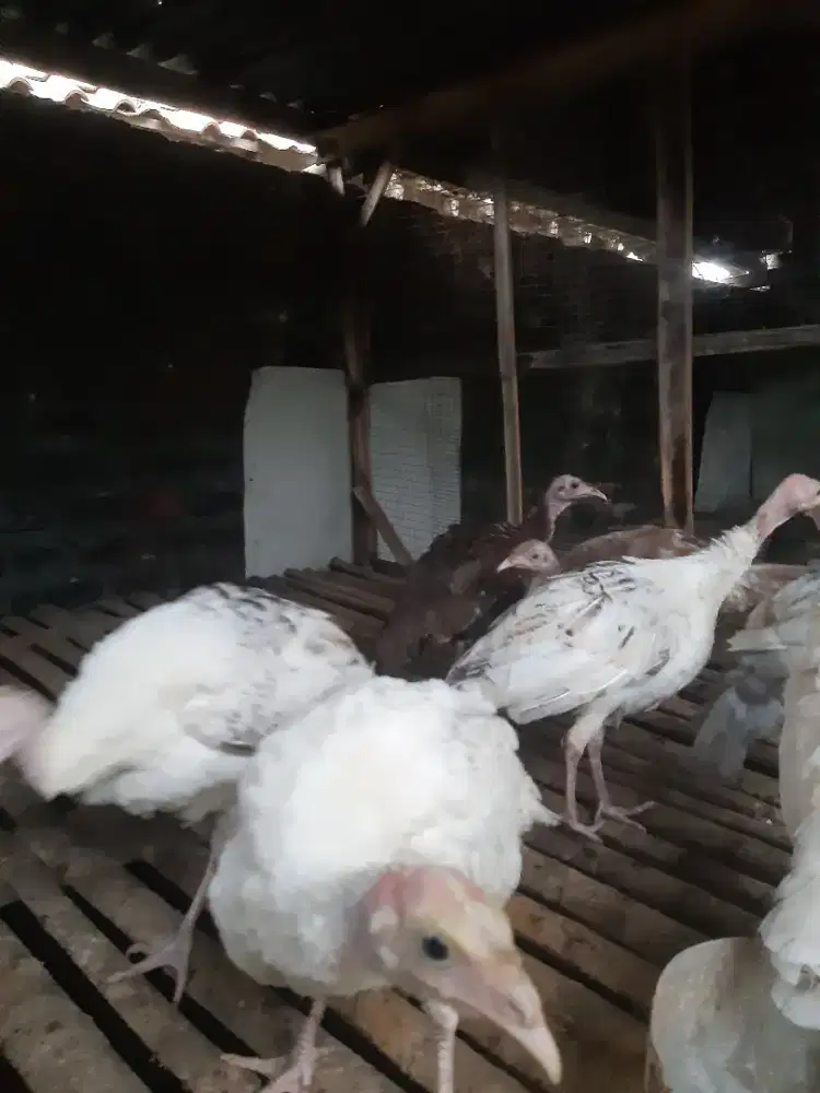 Ayam kalkun remaja