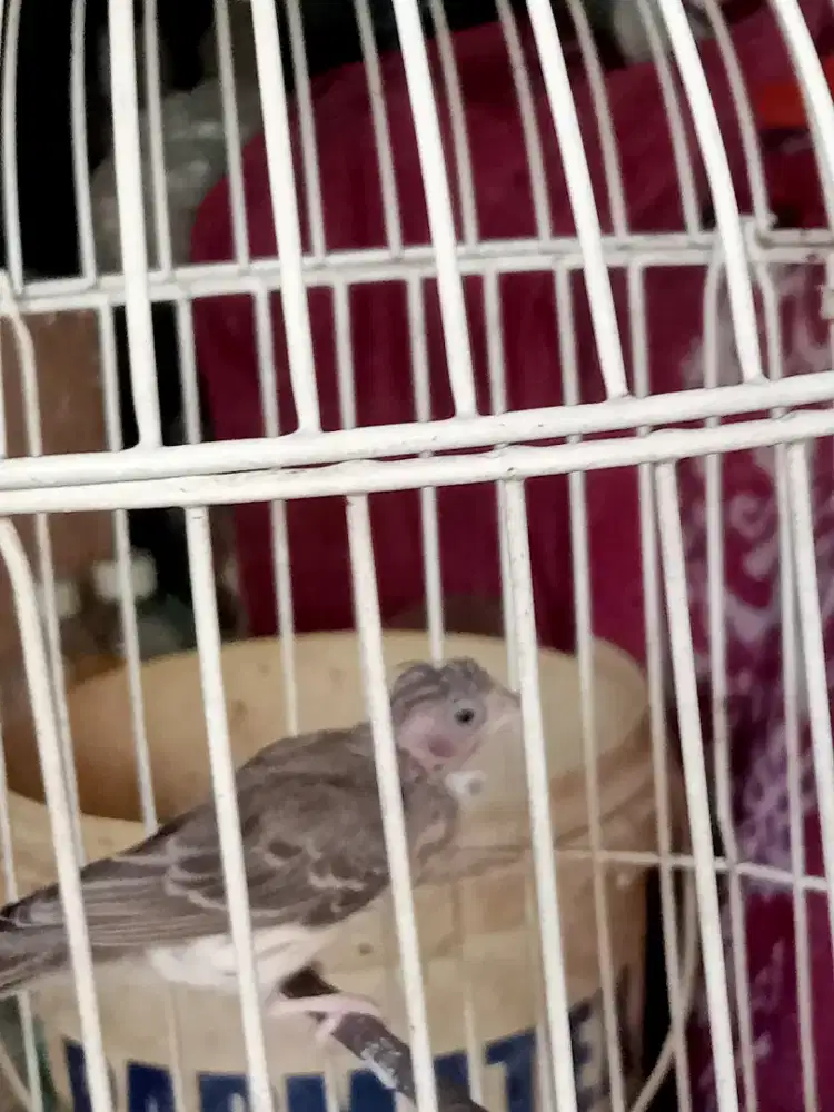 burung sanger cewean