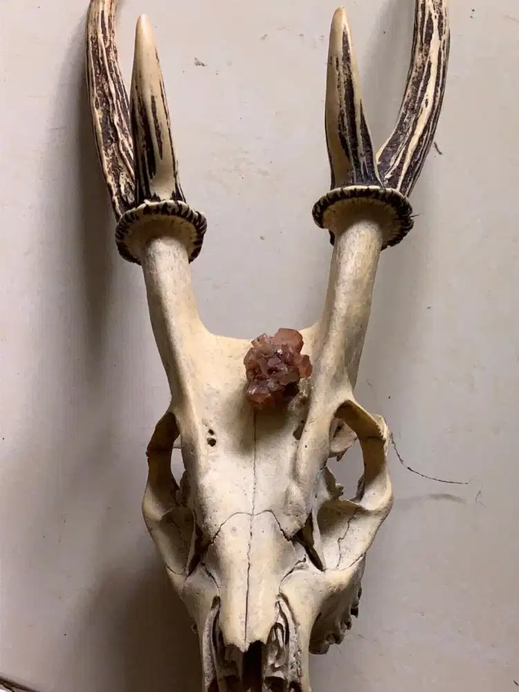 Pajangan Tengkorak Resin