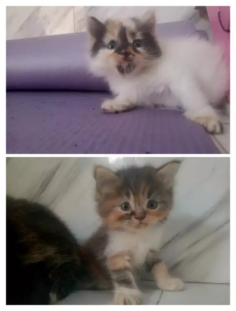 Kitten Persia betina 2 bulan