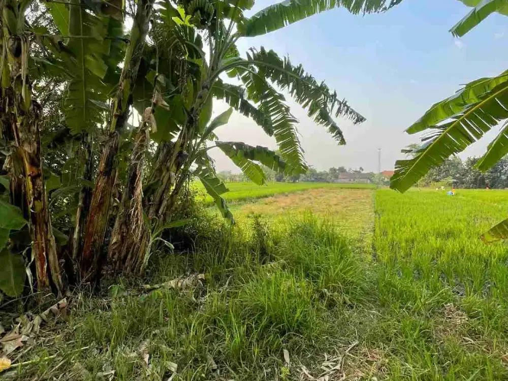 Tanah Lokasi Sumokembangsri Balongbendo Sidoarjo