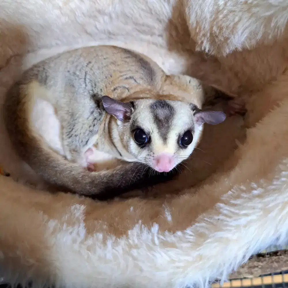 Sugar Glider White Face Jantan