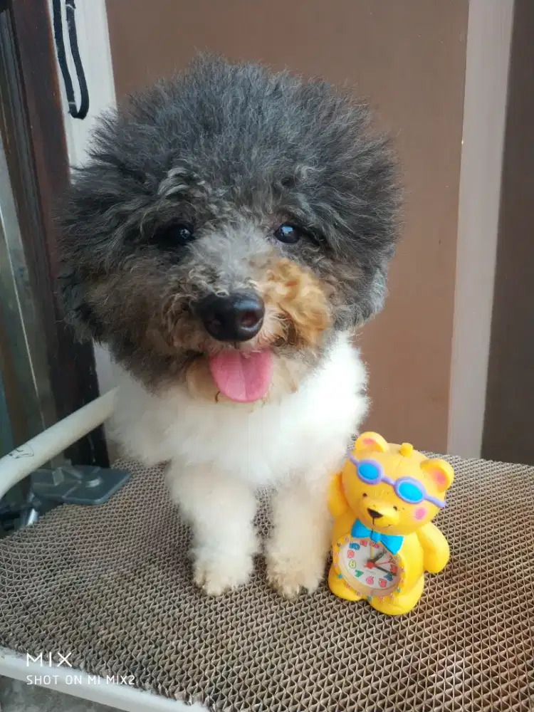 Pejantan Party Poodle