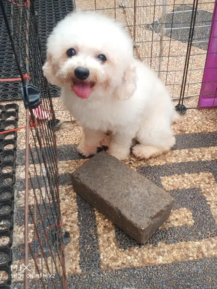Jual Indukan  Poodle
