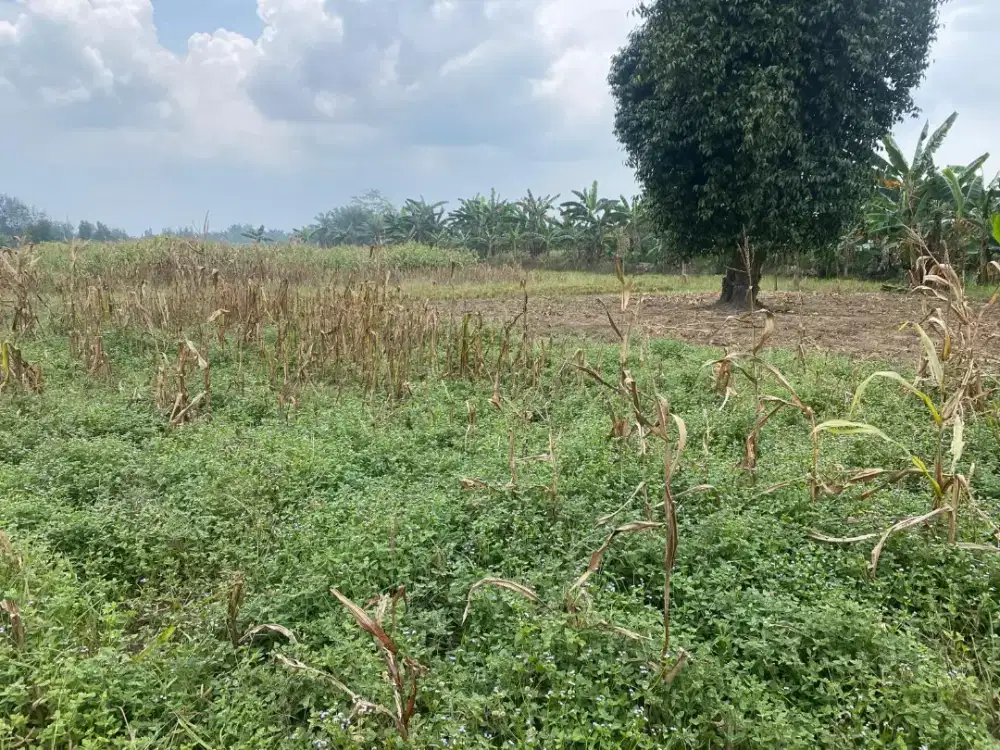 dijual tanah dengan luas 4.025,5 m²