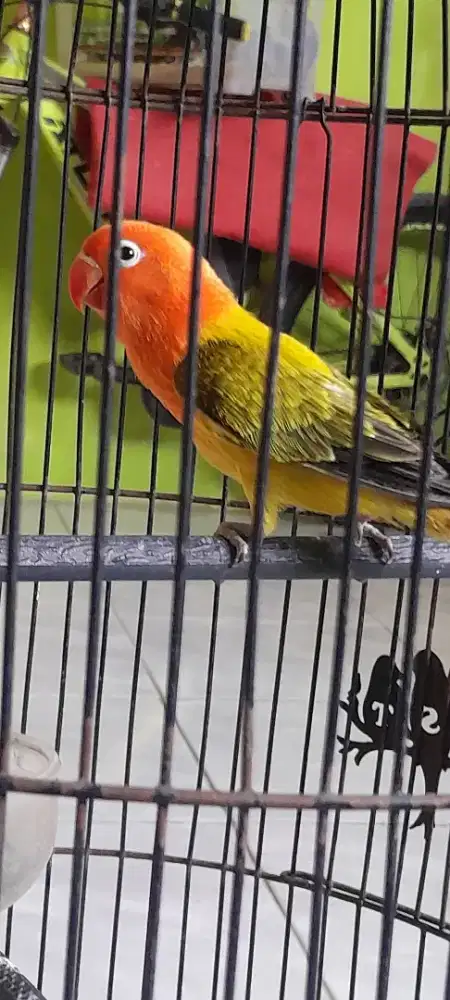 lovebird biola ewuing gold beby