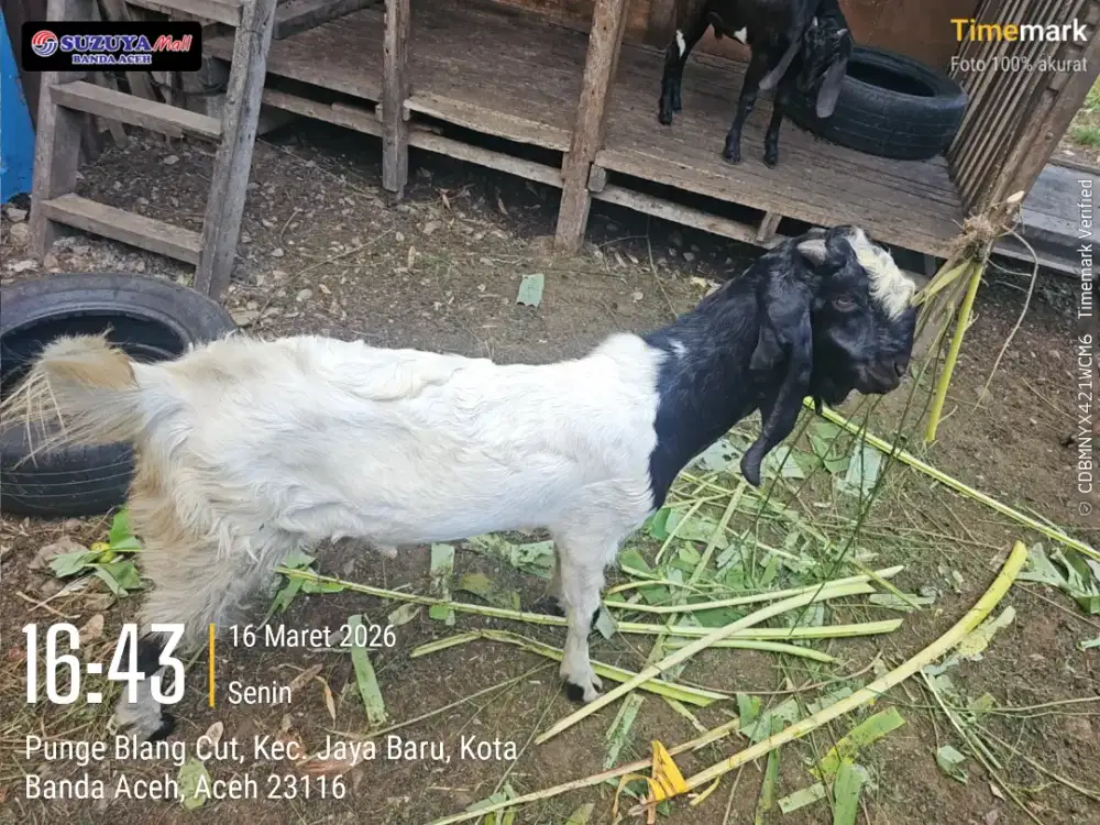 Kambing jantan dijual
