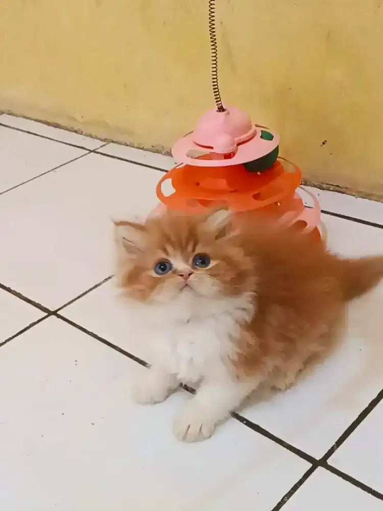 Kucing Persia Flatnose Jantan Oyen