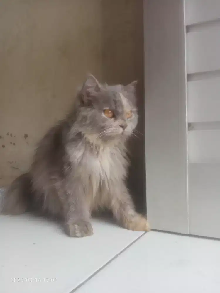Kucing persia Flatnose