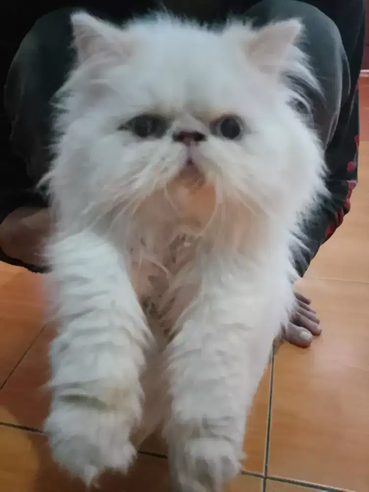 Lepas Adopsi Peaknose