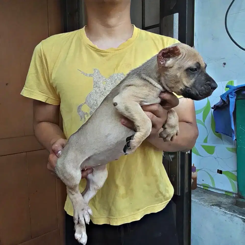 American pitbull premium