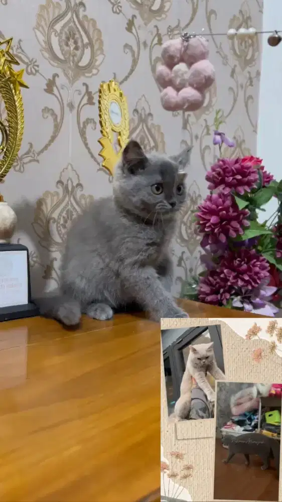 Kitten BSH Betina 3 Bulan